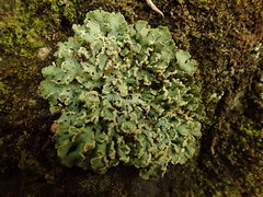 Heterodermia obscurata