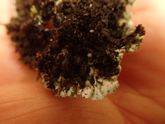 Heterodermia obscurata