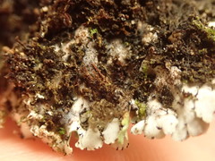 Heterodermia obscurata