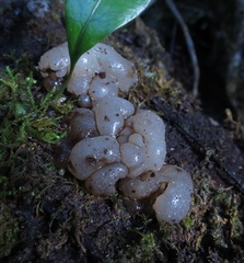 Exidia novozealandica