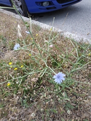 Cichorium intybus