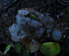 Exidia novozealandica
