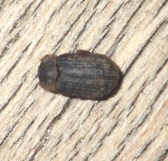 Trox scaber