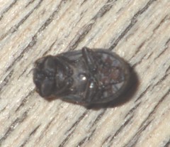 Trox scaber