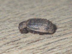 Trox scaber