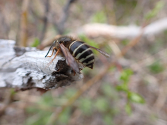 Dolichovespula albida