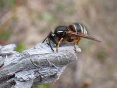 Dolichovespula albida