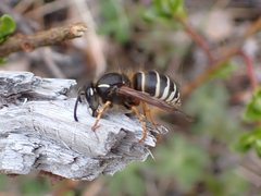 Dolichovespula albida