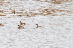 Tachybaptus ruficollis poggei