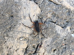 Platyoides walteri