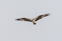 Pandion haliaetus haliaetus