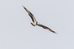 Pandion haliaetus haliaetus