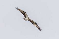 Pandion haliaetus haliaetus