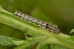 Spodoptera litura