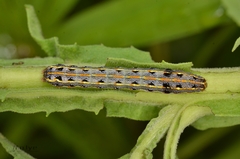 Spodoptera litura