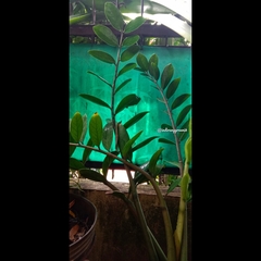 Zamioculcas zamiifolia