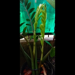 Zamioculcas zamiifolia