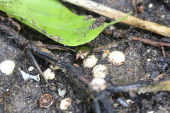 Amara impuncticollis