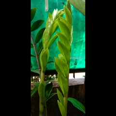 Zamioculcas zamiifolia