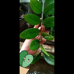 Zamioculcas zamiifolia