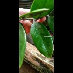 Zamioculcas zamiifolia