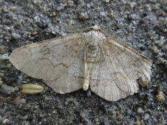 Rikiosatoa grisea
