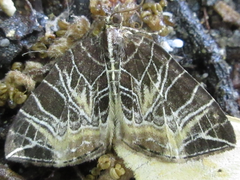 Evecliptopera illitata