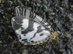 Callabraxas compositata
