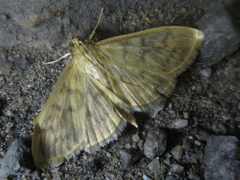 Sitochroa verticalis