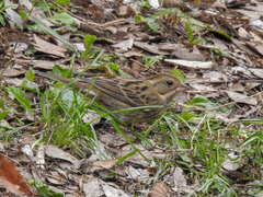 Emberiza variabilis