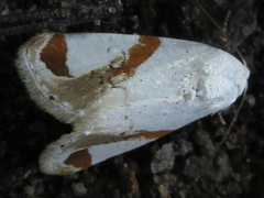 Sphragifera biplagiata