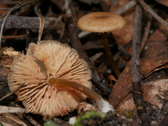Entoloma readiae