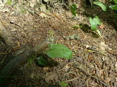 Maianthemum bifolium