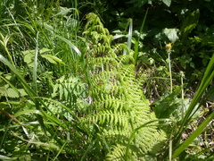 Thelypteris palustris