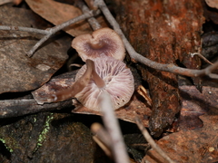 Mycena vinacea