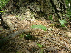 Maianthemum bifolium