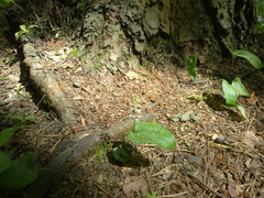 Maianthemum bifolium