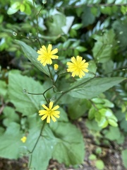 Lapsana communis
