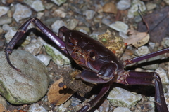 Geothelphusa tenuimanus