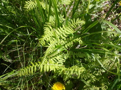 Thelypteris palustris