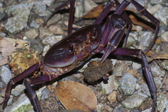 Geothelphusa tenuimanus