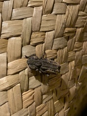 Zopherinae