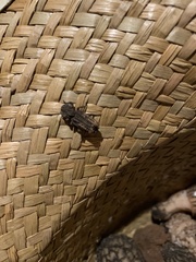 Zopherinae