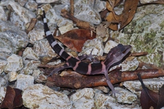 Goniurosaurus kuroiwae