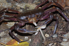 Geothelphusa tenuimanus