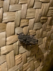 Zopherinae
