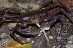 Geothelphusa tenuimanus