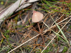 Mycena kuurkacea