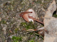 Mycena kuurkacea