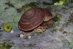 Plectotropis marginata